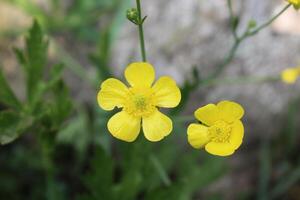 Meadow buttercup or Ranunculus acris yellow flower photo