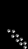 Paw prints trail on transparent background with alpha channel. Vertical . Reels, storis, digital content. Cat paw prints paw prints journey. video