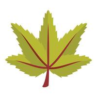 Green japanese maple leaf showing autumn colors vector