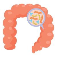 Human large intestine showing microbiome bacteria colonizing digestive system vector
