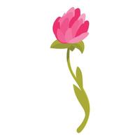 Pink flower with green stem blooming elegantly on white background vector