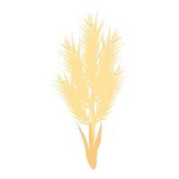 Wheat branch growing with kernels on white background vector
