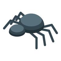 Black widow spider crawling isometric view vector