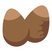 Two whole cocoa beans showing cracked shell detail vector