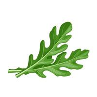 Illustration of Eruca vesicaria, better known as rocket leaf or arugula, isolated on white background. vector