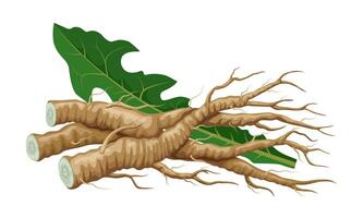 Illustration of dandelion root and leaf, isolated on white background. vector