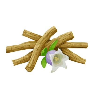 Illustration of roots and flowers of Codonopsis pilosula, also known as Dangsam or Dangshen, isolated on white background.