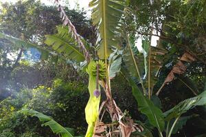 A close-up of vibrant green bananas hanging in a lush, tropical environment photo
