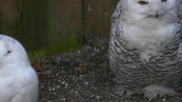Snowy Owls in the zoo grounds close-up, Riga, Latvia video