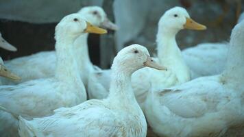 A flock of white ducks stands in a pen video