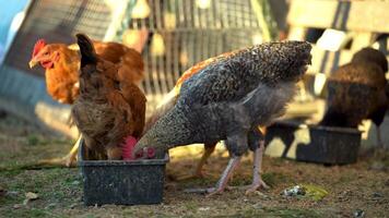 Chickens eat from a feeder in a pen video
