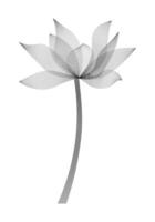 Lotus flower line art in linocut style isolated on white background vector