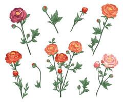 Set of red, pink, burgundy ranunculus and buds Collection of flowers of different colors Blooming buttercups flat plants design elements for print, card, flyer, banner isolated white background vector