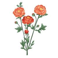 Red ranunculus bunch with buds. Hand drawn composition of flowers. Blooming buttercups flat plants design elements for print, card, flyer, banner isolated white background vector