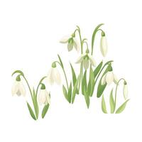 White spring snowdrops and snowdrop buds. First forest wildflower plants. Wild early blooming flowers. flat design element for print, card, flyer, banner isolated white background vector