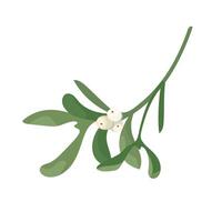 Sprig mistletoe with white berries. christmas branch decoration of mistletoe isolated on white background. Design frame element for print, card, flyer, banner vector