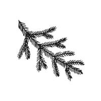 Hand drawn coniferous branch. illustration of pine and spruce branches vector