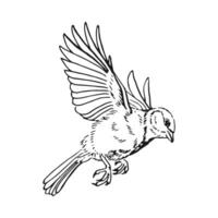 Titmouse. Flying bird. Hand drawn illustration. vector