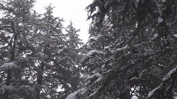 forest filled with lots of tall trees covered in snow, Snow falling at row tree, Winter landscape Slow Motion video