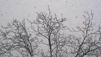 trees standing in the snow, Snowfall Copy Space video