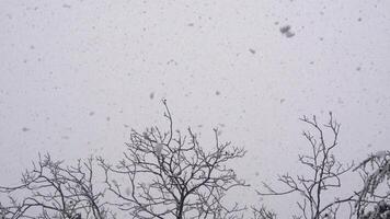 trees standing in the snow, Snowfall Copy Space Slow Motion video