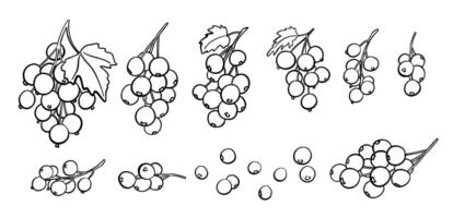 Currant Berry Branches Outline Set. Hand drawn fruits icons collection vector