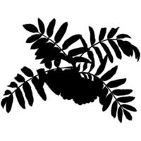 Rowan Tree Branch with Berries and Leaves Silhouettes vector