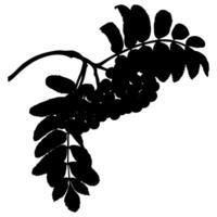 Rowan Tree Branch with Berries and Leaves Silhouettes vector