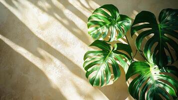Closeup of Monstera leaves with dramatic shadows on a sunlit wall, highlighting the natural textures and shapes, minimalistic and serene photo
