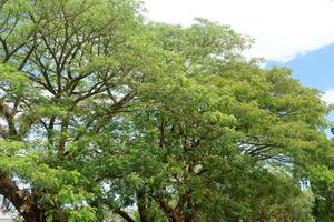 trees with leaves against a blue sky background photo