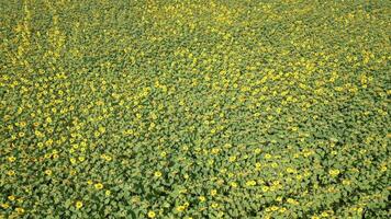 Aerial view of yellow sunflower field in summer. video