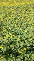 Aerial view of yellow sunflower field in summer. video