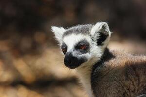 A small lemur, found in the Mauritius zoo, seen in a closeup shot on a tree photo