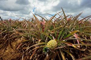 A sprawling field of pineapples under a cloudy sky in Mauritius. photo
