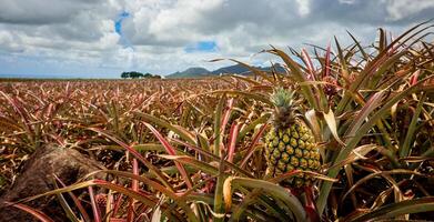A sprawling field of pineapples under a cloudy sky in Mauritius. photo