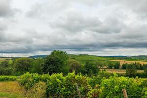 field of grapes with a cloudy sky in the background photo