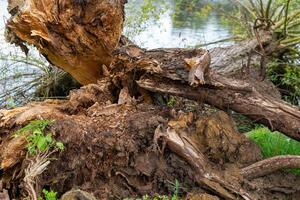 large tree trunk has fallen into the water the trunk is brown and has a rough texture photo
