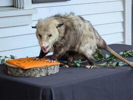 Fluffy opossum eating. Close-up. Inhabitants of forests, steppes and semi-deserts photo