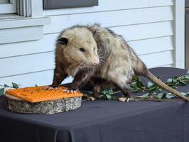 Fluffy opossum eating. Close-up. Inhabitants of forests, steppes and semi-deserts photo