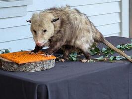 Fluffy opossum eating. Close-up. Inhabitants of forests, steppes and semi-deserts photo