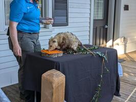 Portland, Oregon, USA - 07.13.2024 A furry opossum eats under the supervision of a zookeeper. Close-up photo