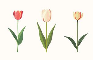 Set of illustration of a single flower, such as a tulip or daisy vector