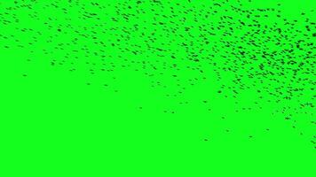 Flock of birds flying on green screen background with 4k hd resolution video