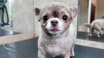 Small dog on the groomer's table turning his head. High quality 4k footage video