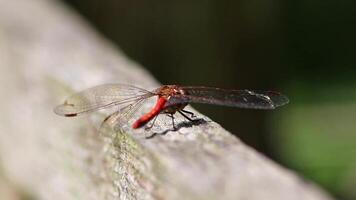 Red dragonfly damselfly odonata warming up for insect hunt eating a fly resting on a branch in summer sunshine and backlight with green background has filigree wings in close-up macro view facet eyes video