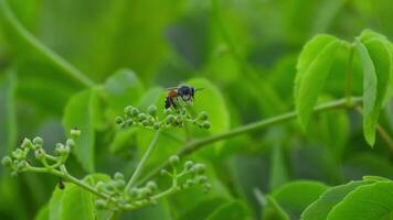 Close-up of a wasp flying around a flower cluster, collecting nectar on the pollen during the day. Slow motion video