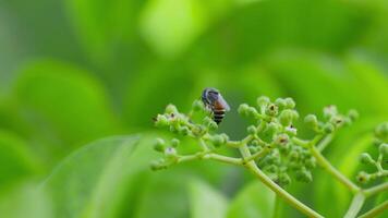 Close-up of a wasp flying around a flower cluster, collecting nectar on the pollen during the day. Slow motion video