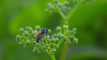 Close-up of a wasp flying around a flower cluster, collecting nectar on the pollen during the day. Slow motion video