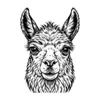 Close-up of a llama's face, focusing on the expressive eyes vector