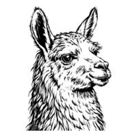 Close-up of a llama's face, focusing on the expressive eyes vector